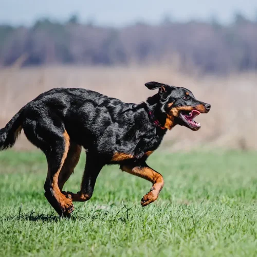 Beauceron excité : jusqu&rsquo;à quel âge ce chien déborde d&rsquo;énergie ?