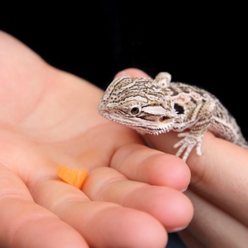 Bébé pogona qui vient dans une main pour manger