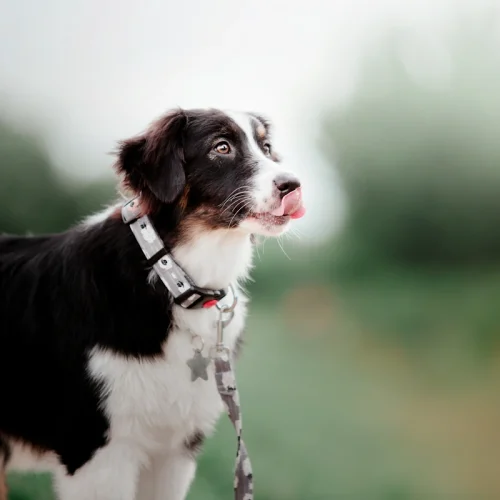 Un border collie croisé épagneul avec un collier