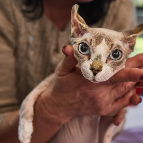 Une femme qui tient un chat égyptien sans poil sans ses mains