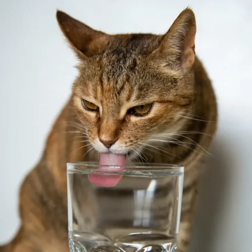 Comment assurer une bonne hydratation pour un chat qui ne mange que de la pâtée ?