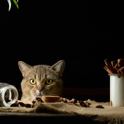 Mon chat ne mange que de la pâtée : pourquoi refuse-t-il les croquettes ?