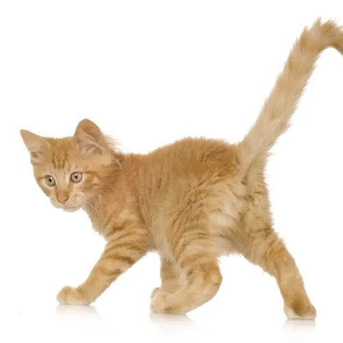 Chaton qui se mordille la queue : est-ce vraiment normal ?
