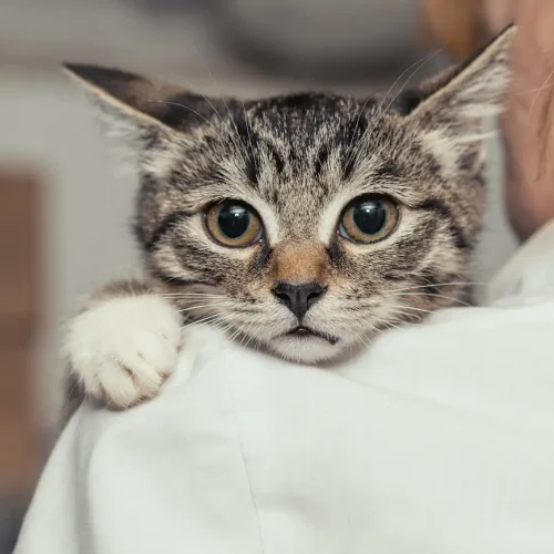 Comment reconnaître et gérer le stress chez un chaton ?