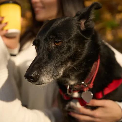 Comment apprendre la propreté à un chien adulte : méthodes efficaces