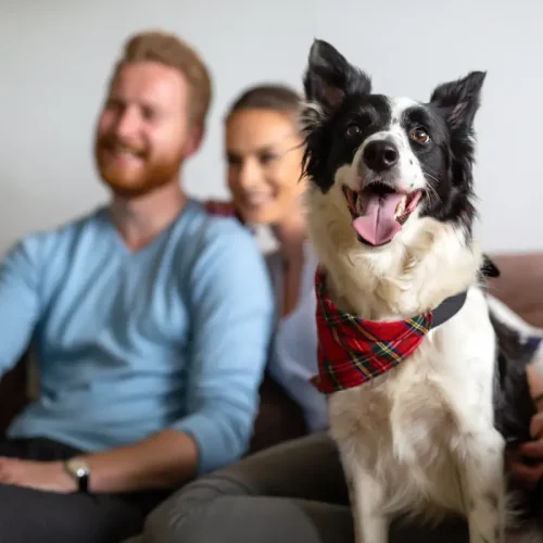 Pourquoi mon chien attend de rentrer pour faire ses besoins ?