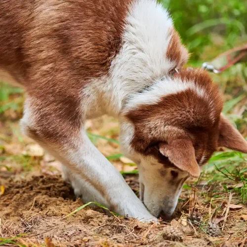 Un chien qui fait un trou dans le jardin