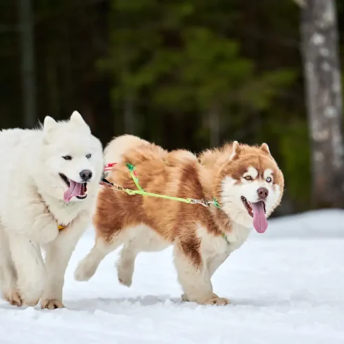 Deux chiens qui jouent dans la neige