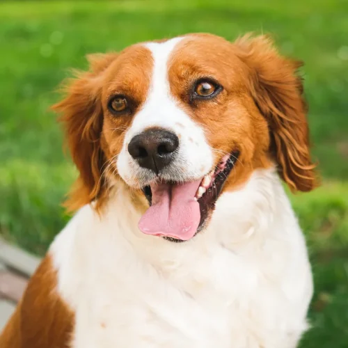 Un epagneul breton croise border collie