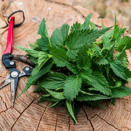 Des feuilles d'orties posées sur une surface en bois à côté d'un sécateur