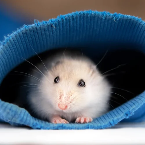 Hamster russe : comment se déroule son hibernation ?