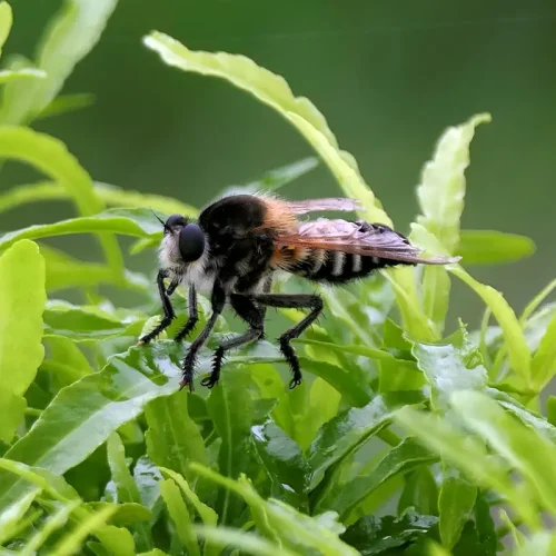Un insecte ressemblant à une grosse abeille