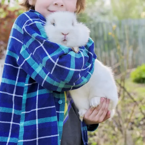 Un enfant qui tient un lapin blanc dans ses mains
