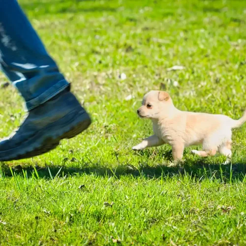 Un petit chien qui suit le pied d'un homme