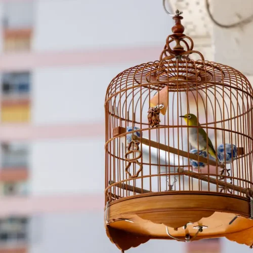 Un oiseau en cage