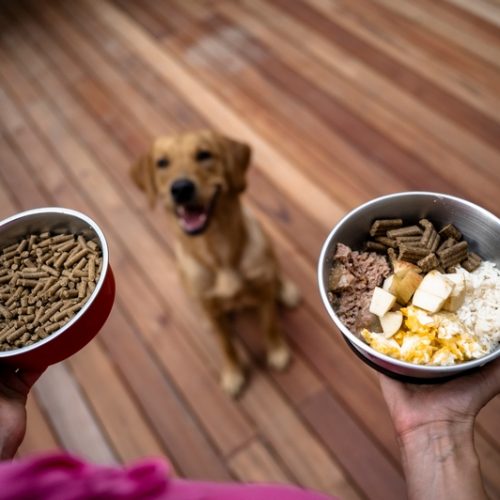 croquettes pour chien