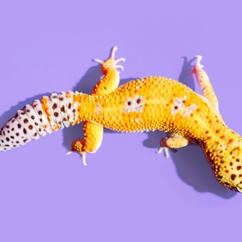 Le gecko léopard est un reptile plus petit que le pogona vitticeps