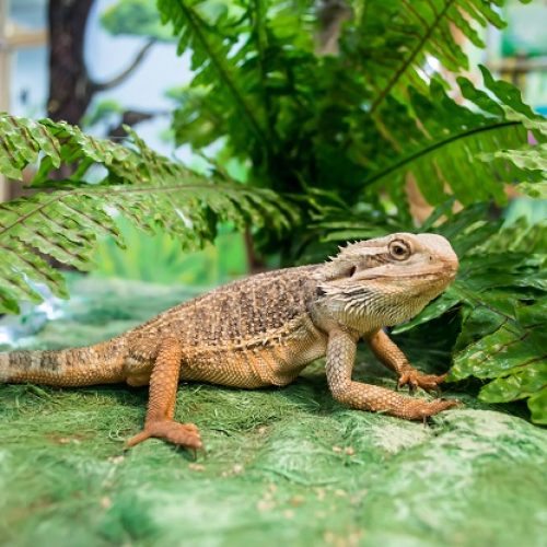 Plantes désertiques et fougères dans un terrarium pour pogona