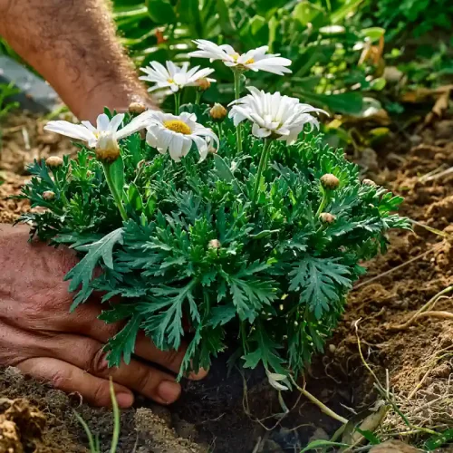 planter des fleurs dans le jardin
