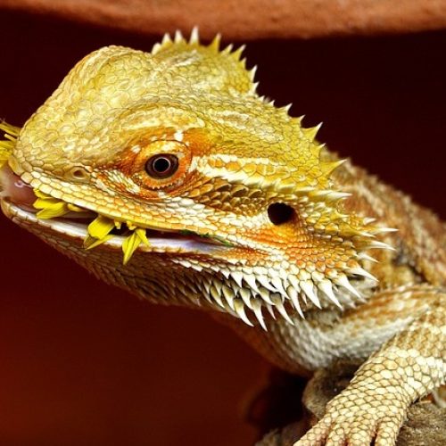 Quelle est l&rsquo;espérance de vie d&rsquo;un pogona ?