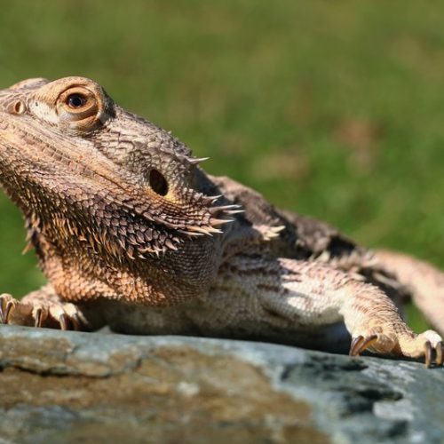 pogona femelle