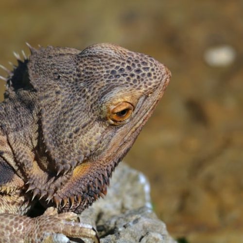 Pogona malade : comment soigner son pogona ?