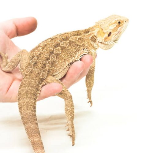 Pour reconnaître un pogona mâle d'un pogona femelle, il faut retourner délicatement l'animal et observer son abdomen