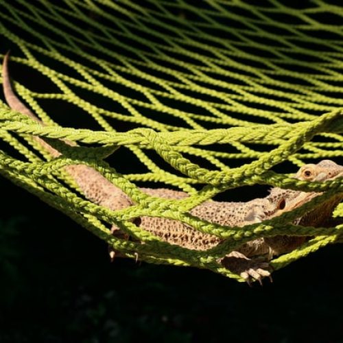 Pogona sans écaille : espèces et explications