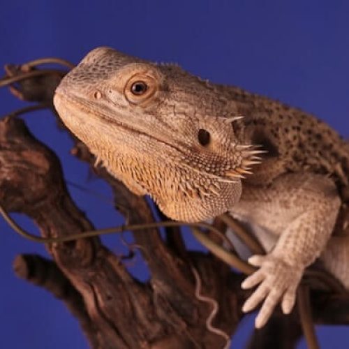 Pogona adulte sur une branche dans un terrarium