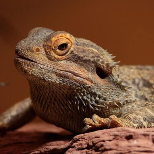 Pogona vitticeps adulte dans son terrarium