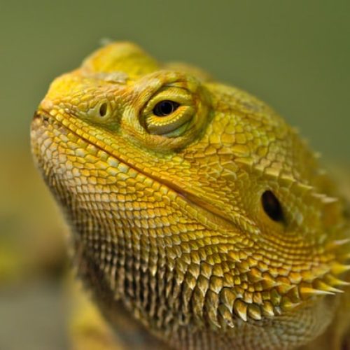 Pogona vitticeps constipé : les solutions sont nombreuses