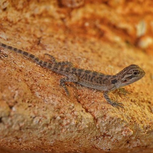 Prénom pour Pogona : liste de prénoms pour votre reptile