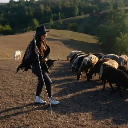 Une femme qui rentrer les moutons