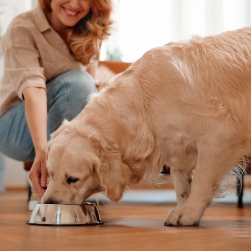 chien qui mange des croquettes